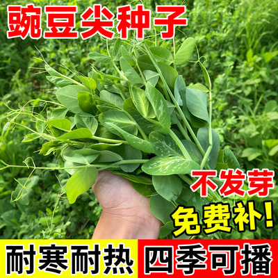 专吃豌豆苗三天发芽十五天开吃
