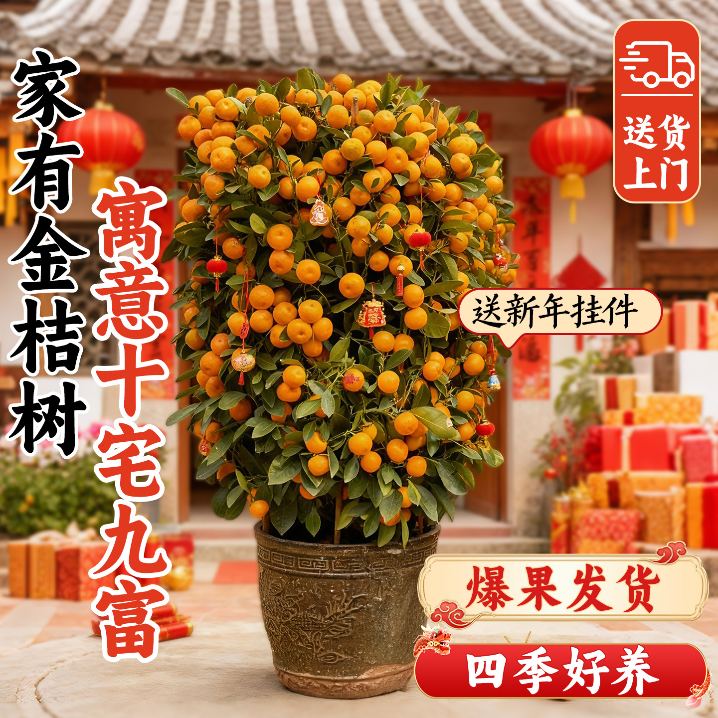 【爆果发货】金桔树广州基地直发