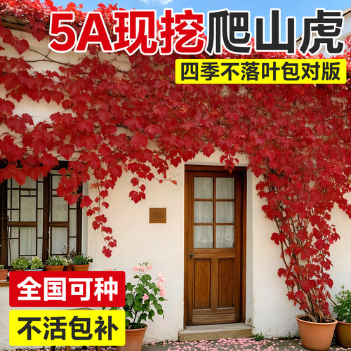 【5A特级】爬山虎大苗当年爬满院