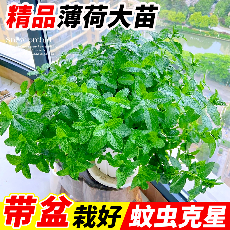 薄荷盆栽大苗驱蚊室内绿植迷迭香可食用四季可种植物柠檬猫薄荷叶