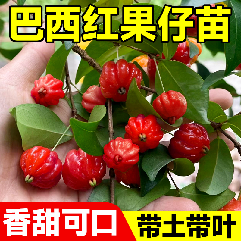 水果树果苗巴西红果仔吉祥灯笼果苗南方种植番樱桃苗盆栽树苗大全