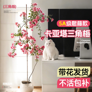 卡亚塔爬藤三角梅盆栽绿樱老桩带花苞发货庭院花卉四季绿植物开花