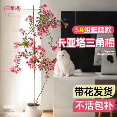 5A珍稀爬藤款卡亚塔三角梅