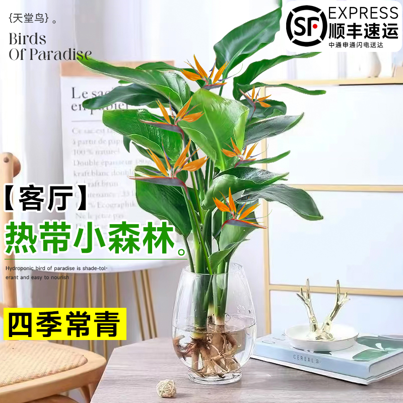 水培天堂鸟好养活室内植物吸甲醛