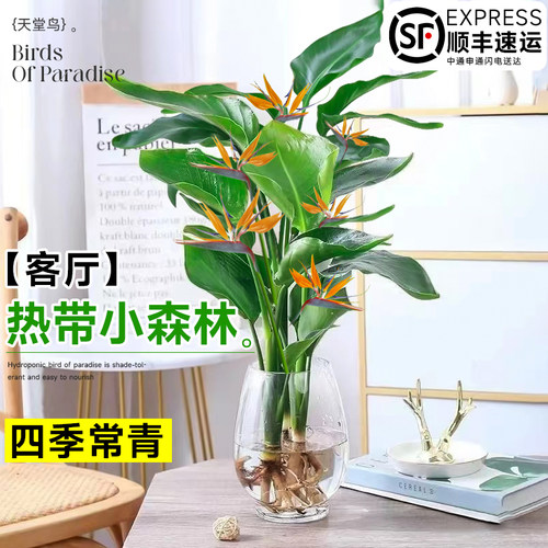 水培植物天堂鸟好养易活室内植物