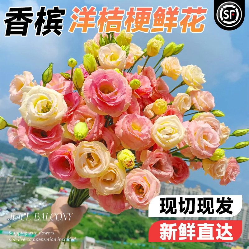 香槟洋桔梗鲜花云南基地直发花束花卉鲜花家用插花鲜切花超长花期