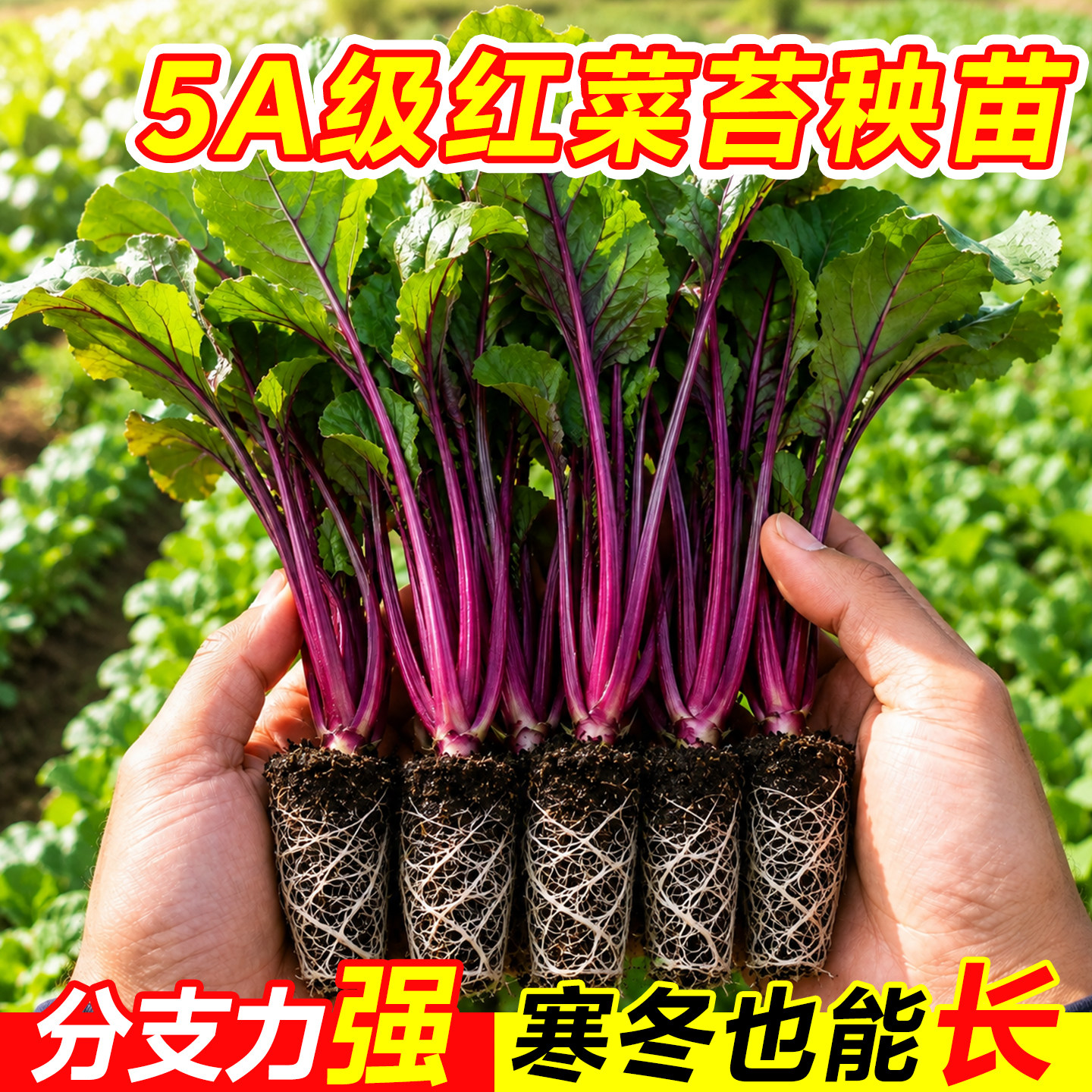 耐寒红菜苔苗湖北洪山西兰菜苗红油菜台秧苗十月红秋冬蔬菜苗阳台
