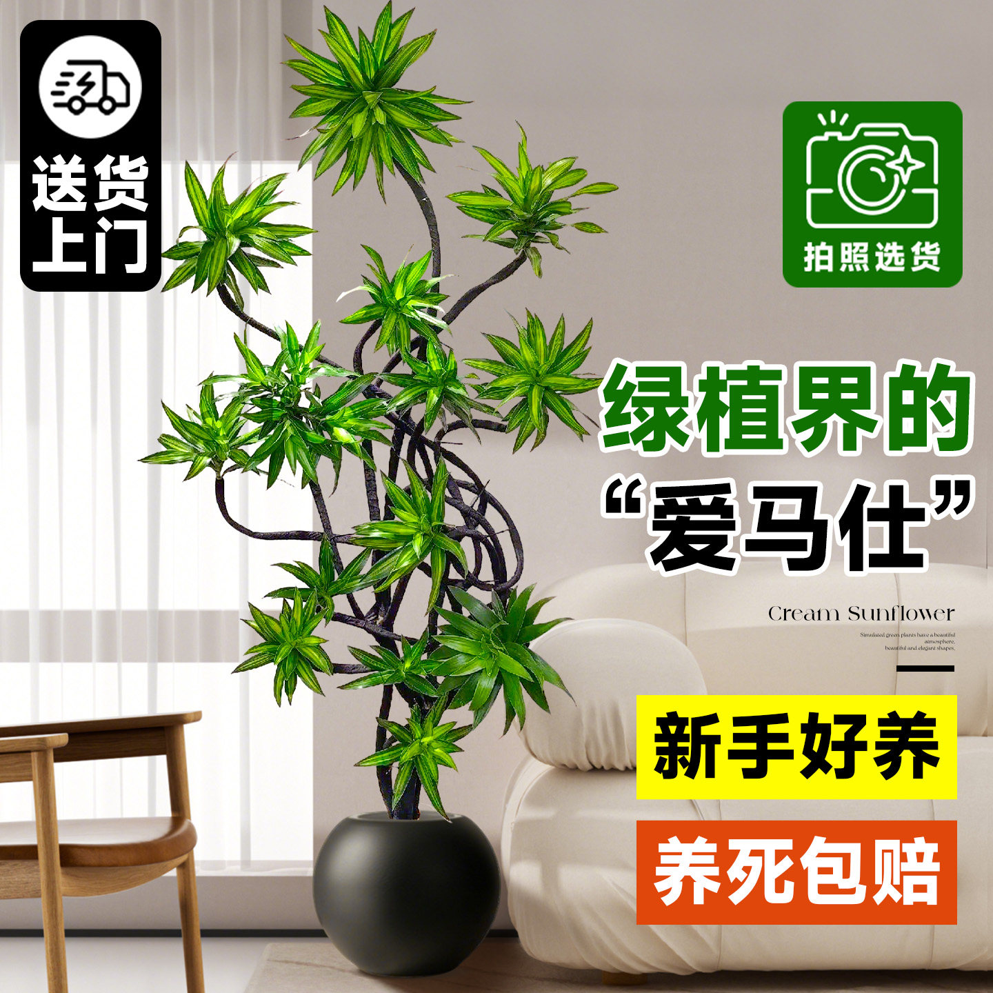 百合竹客厅绿植大盆栽精品老桩室内高级感客厅旺宅植物造型可选货,鲜花速递/花卉仿真/绿植园艺,大型绿植/成品组合盆栽,淘宝优惠券,粉丝福利购,淘宝优惠卷
