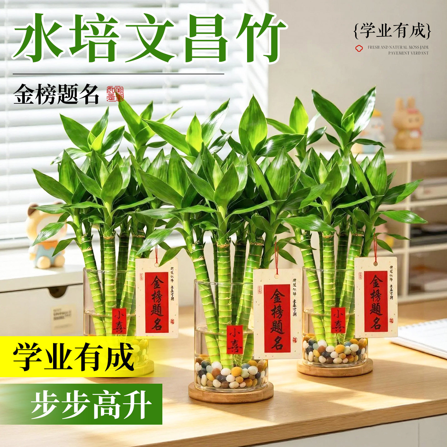 文昌竹4支金榜题名水培带根植物文竹龙竹富贵竹水养桌面盆栽绿植