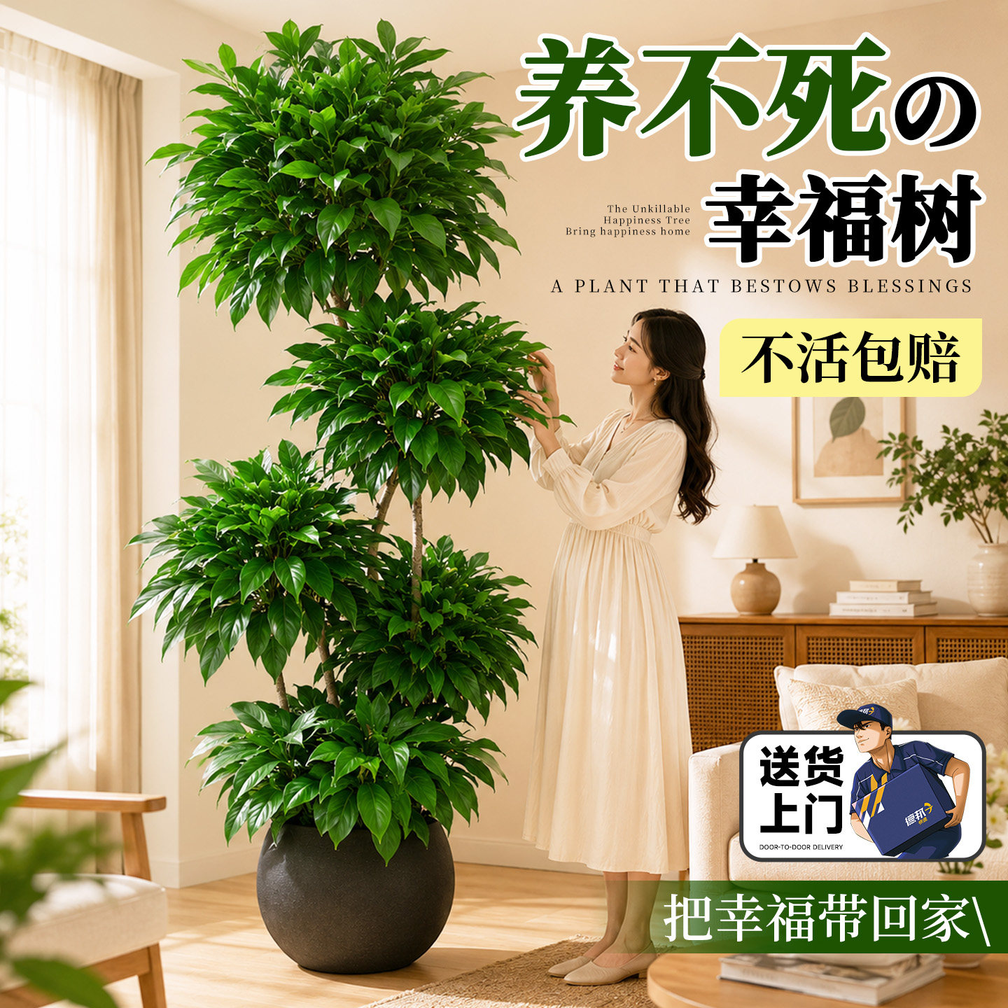 幸福树客厅大盆栽室内多层造型落地大型绿植高级感老桩植物好养活