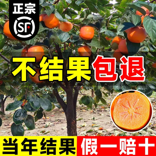 【精品嫁接当年结果】柿子树大苗