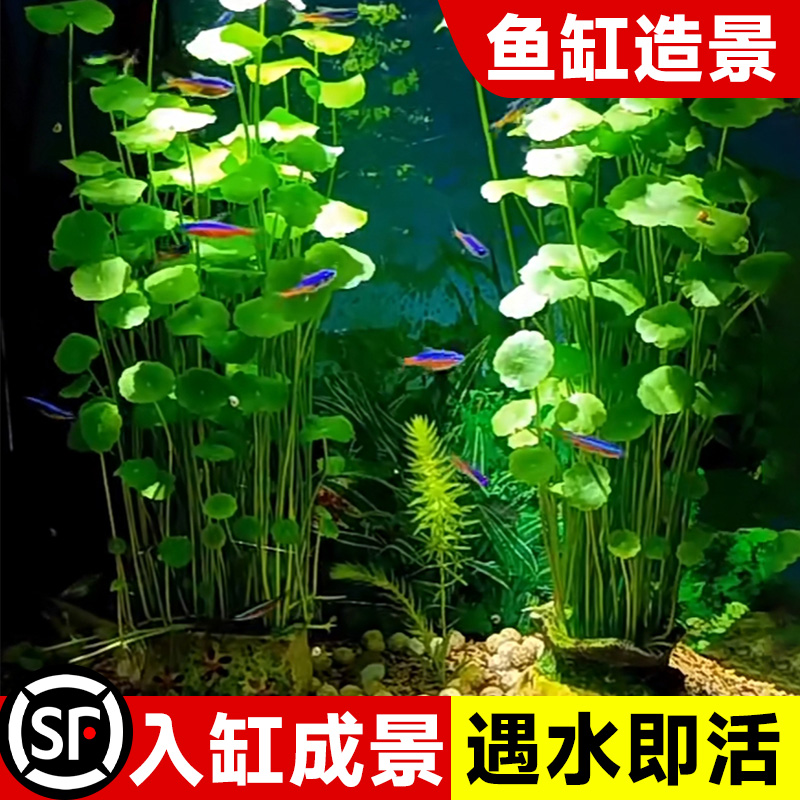 精品大叶铜钱草水培植物古法鱼缸造景真水草净化水质懒人水栽绿植