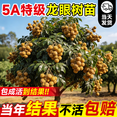 特级龙眼树苗不结果包赔不活包赔