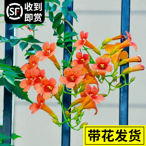 凌霄花爬藤四季花卉耐寒耐热包活