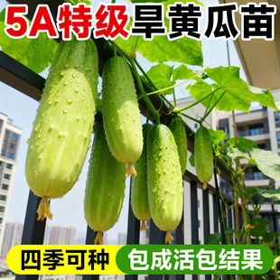 旱黄瓜苗秧嫁接秧苗水果高产带土菜苗老品种蔬菜四季阳台种苗盆栽