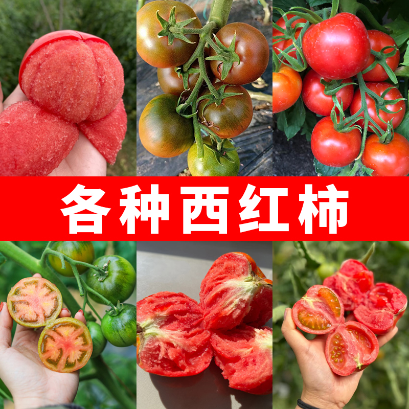 西红柿种子老品种铁皮番茄沙瓤