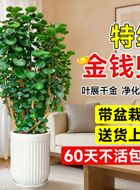 金钱兜福禄桐大型绿植盆栽室内客厅高级感金钱树发财树办公旺宅树