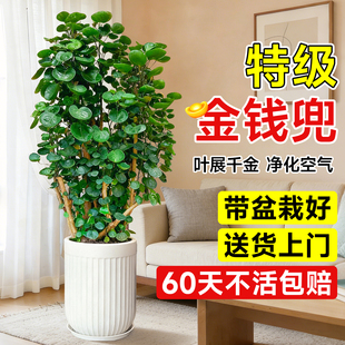 金钱兜福禄桐大型绿植盆栽室内客厅高级感金钱树发财树办公旺宅树