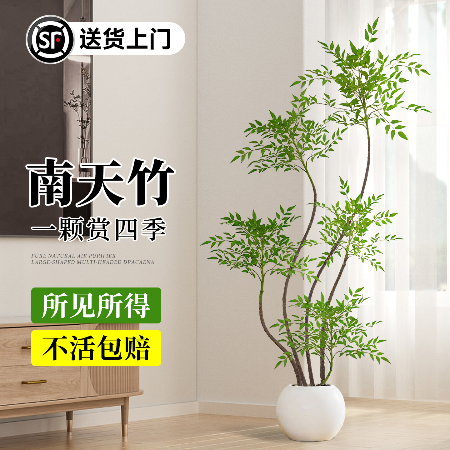【禅意老桩】南天竹室内大型盆栽