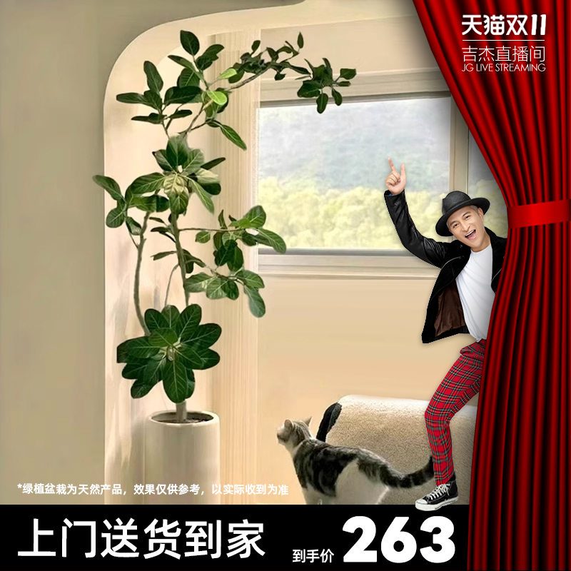 网红氛围感孟加拉榕树家里的森林