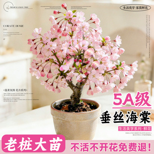 海棠花盆栽长寿冠老桩四季树苗重瓣大花室内外花卉绿植物花苗好养