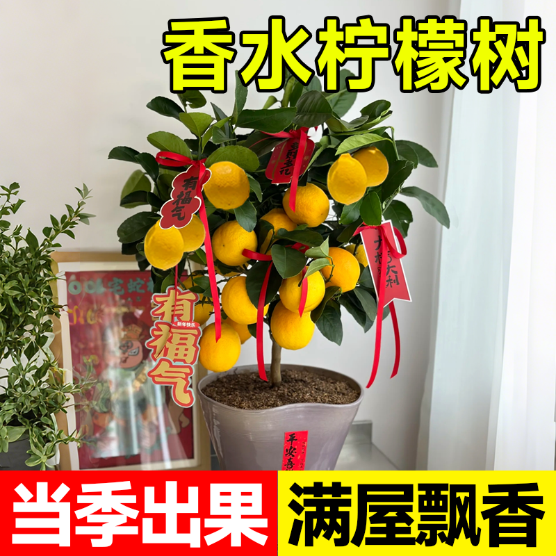 【原土原盆】可食香水柠檬树
