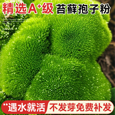 【苔藓孢子粉】包成活不活包赔
