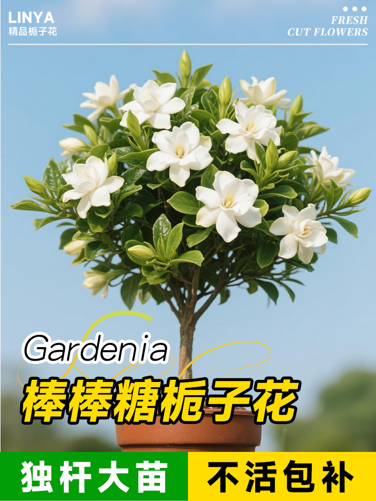 四季独杆栀子花盆栽树苗老桩大树大叶牡丹花卉绿植懒人适合养的花