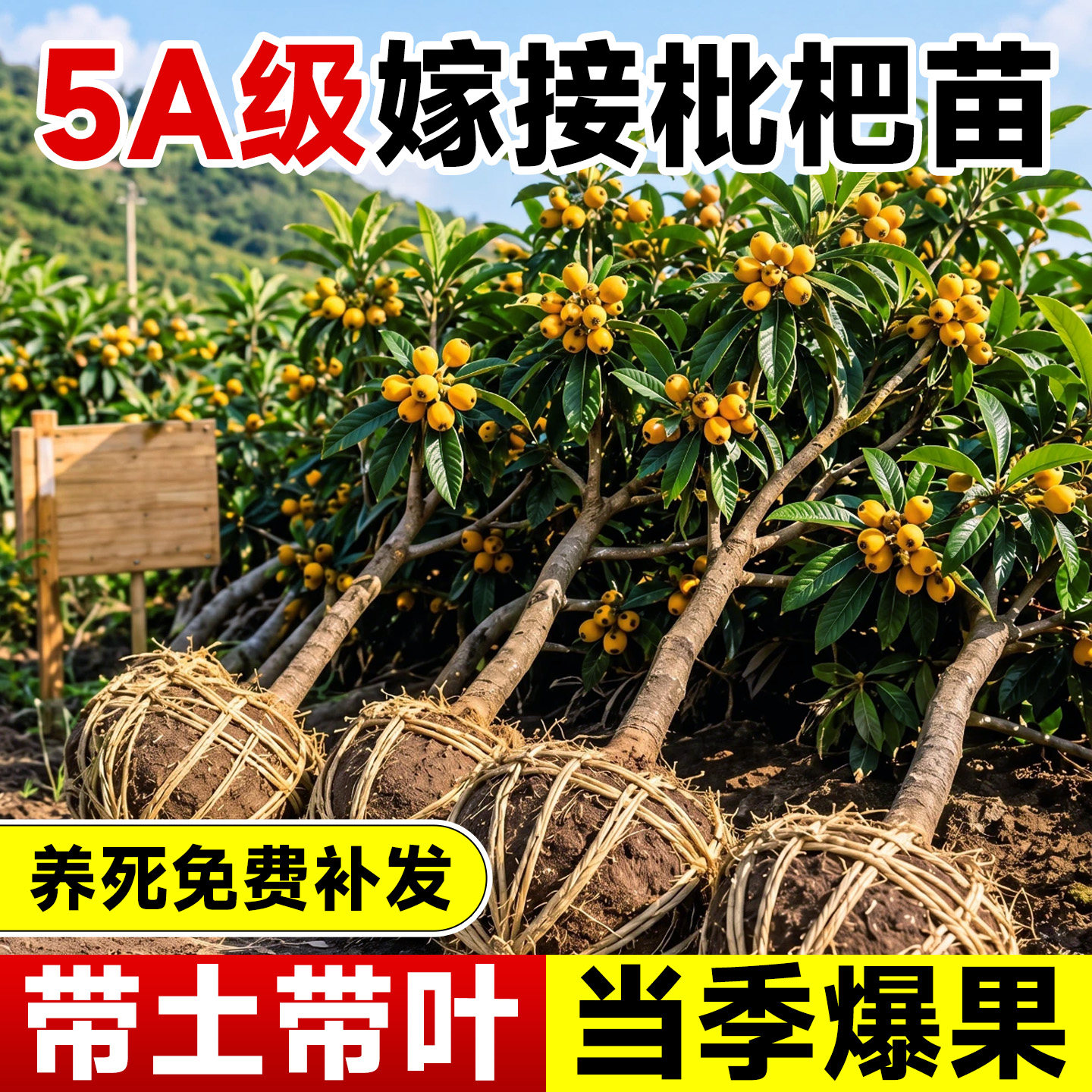 【大土球发货】养不活直接赔图片