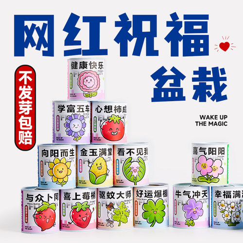 高芽率儿童种植水果花卉小盆栽