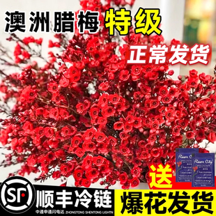 澳洲腊梅鲜花鲜切花束客厅水养干花插花云南基地直发摆件年宵真花