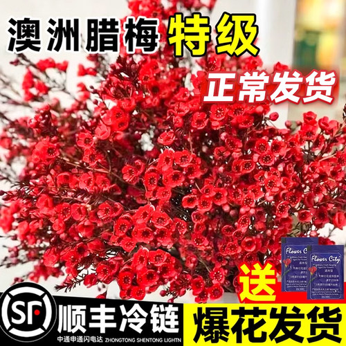 澳洲腊梅鲜花云南基地直发年宵花