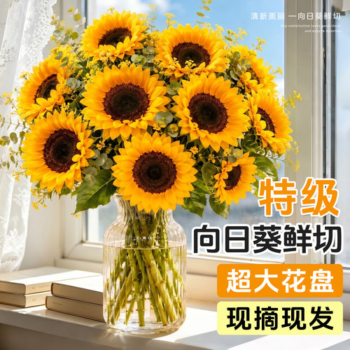 5A特级大头向日葵鲜花超大花盘