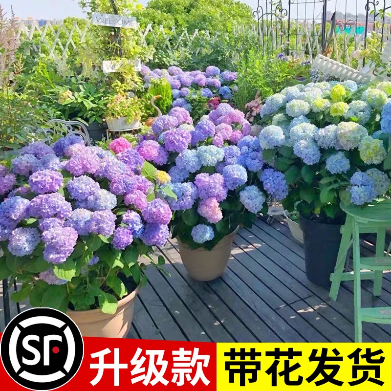 绣球花苗盆栽无尽夏带花鲜花卉庭院植物室内外耐寒耐冻耐晒四季开 鲜花速递/花卉仿真/绿植园艺 时令草本花卉 原图主图