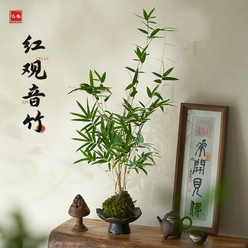 红观音竹盆栽水培植物带根室内