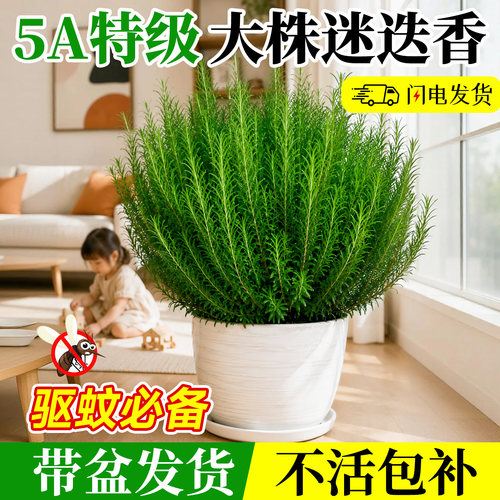 【驱蚊必备】迷迭香盆栽不活包补