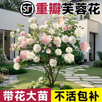 芙蓉花盆栽重瓣樹苗特大號三醉木芙蓉花卉變色耐寒室內(nèi)外綠化植物