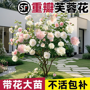 芙蓉花盆栽重瓣树苗特大号三醉木芙蓉花卉变色耐寒室内外绿化植物