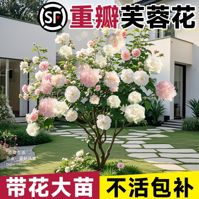 芙蓉花盆栽重瓣树苗特大号三醉木芙蓉花卉变色耐寒室内外绿化植物