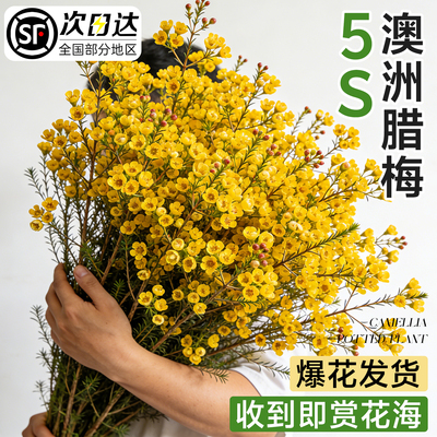 【冷链直达】5A澳洲腊梅鲜切花