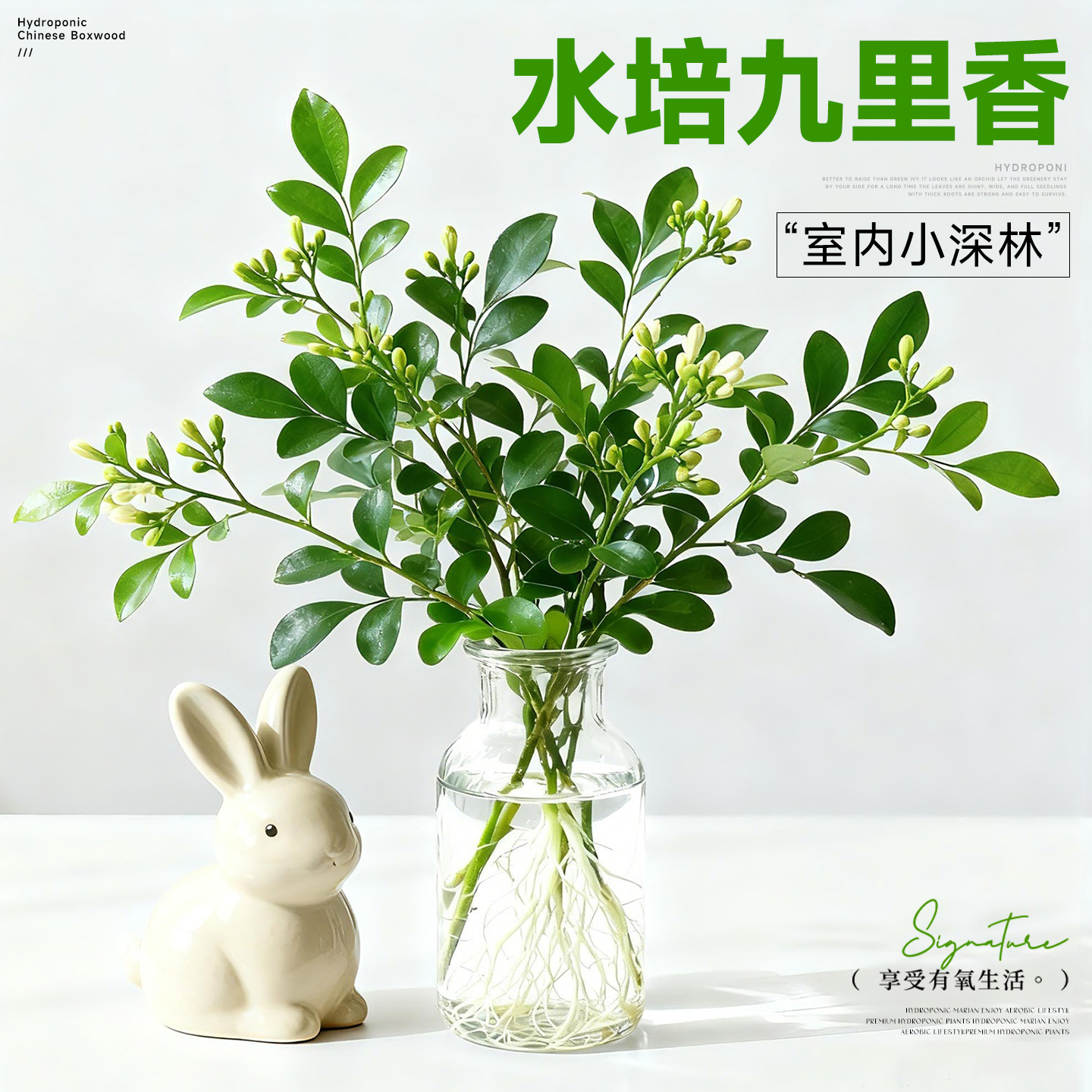 九里香盆栽室内绿植好养花期