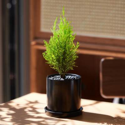 小香松盆栽桌面放青松绿植有香味