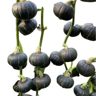 正宗贝贝南瓜苗秧苗板栗小南瓜种籽食用绿高产奶油南瓜种孑子菜种