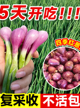 【14天开吃】红葱头四季香葱种头