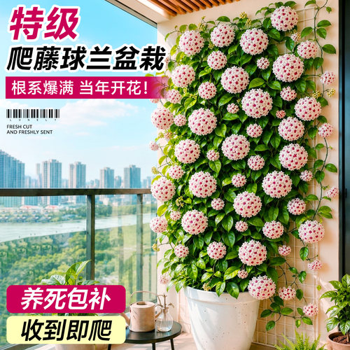 当年爆花球兰大苗花期带花发货