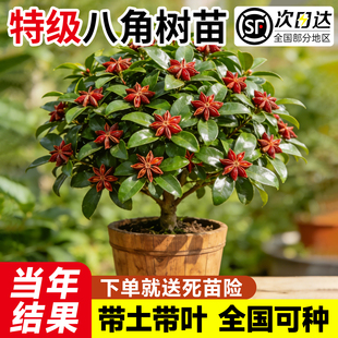 八角树苗大料树苗正宗大苗茴香耐寒嫁接广西大红八角庭院矮化树苗