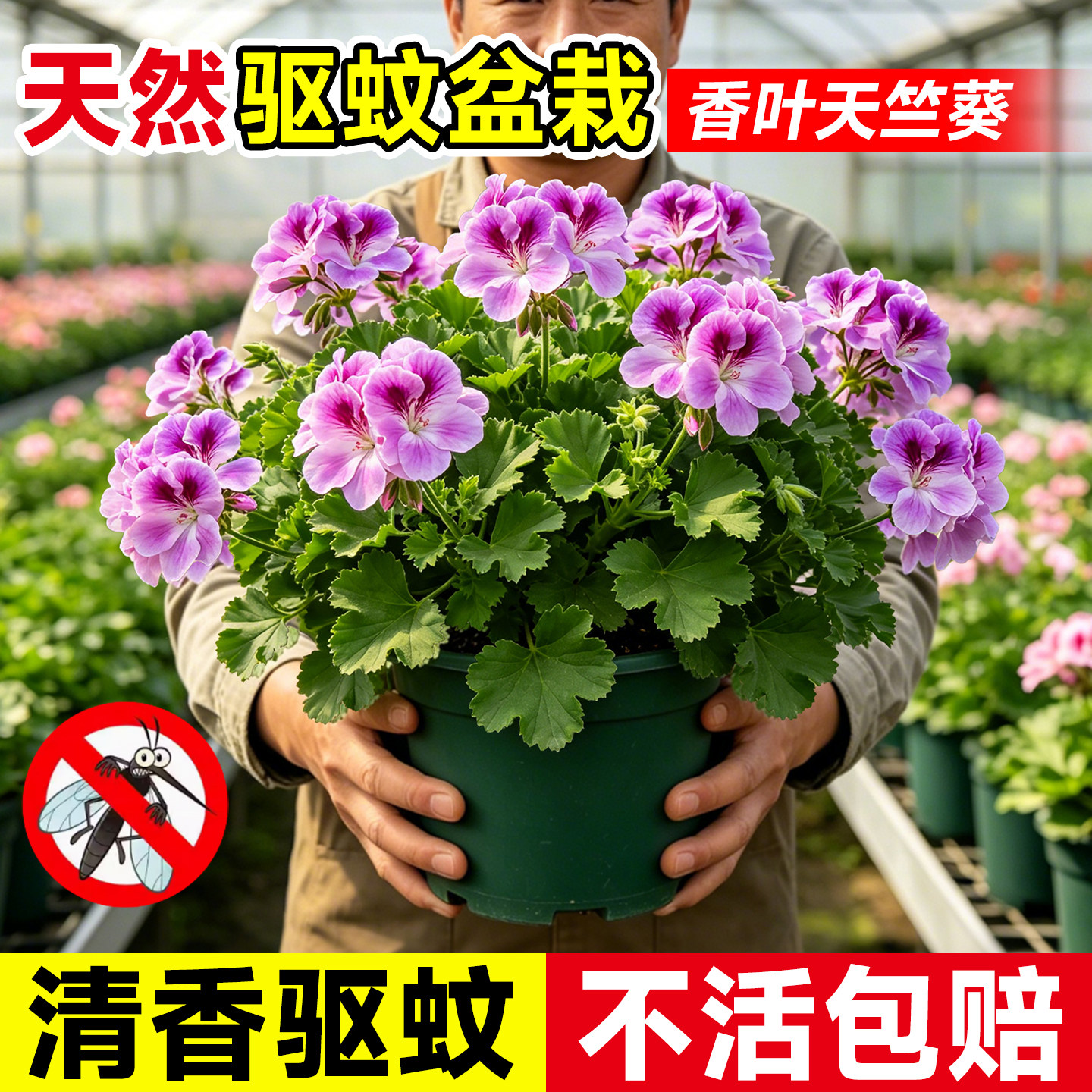 香叶天竺葵驱蚊草植物盆栽室内外防蚊虫庭院阳台四季好养易活开花