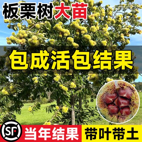 【包活到结果】板栗苗树带叶原土