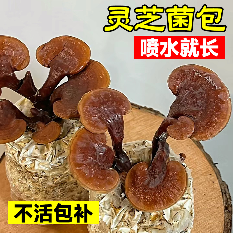 灵芝菌包蘑菇种植菌包可食用观赏