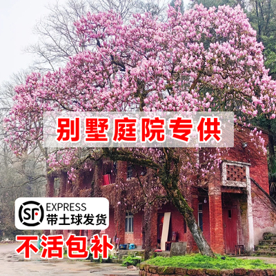 玉兰花树苗庭院别墅风景树耐寒